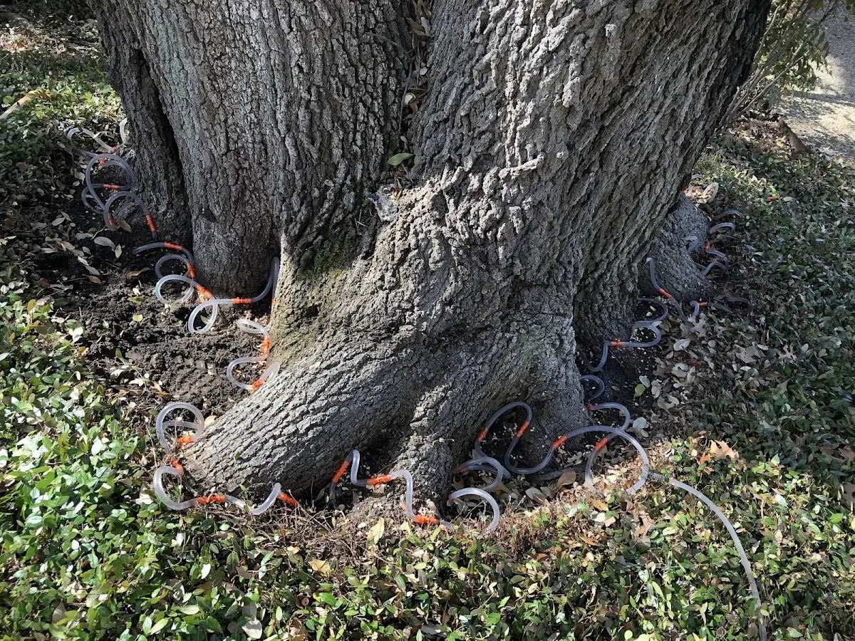 Detailed Tree Cabling and Bracing job site in Channelview